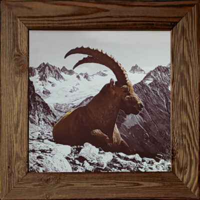 Tableau en Vieux Bois – Bouquetin Brun 50 x 50 cm Tableaux vieux bois meublespin.fr - mobilier et de décoration de style montagne ou chalet- meubles en pin, mobilier en bois massif de qualité, canapés convertibles - https://meublespin.fr