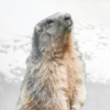 Coussin 50×50 – Marmotta – motif marmotte Plaids et coussins meublespin.fr - mobilier et de décoration de style montagne ou chalet- meubles en pin, mobilier en bois massif de qualité, canapés convertibles - https://meublespin.fr