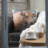 Coussin 50×50 – Tarine – motif vache Plaids et coussins meublespin.fr - mobilier et de décoration de style montagne ou chalet- meubles en pin, mobilier en bois massif de qualité, canapés convertibles - https://meublespin.fr